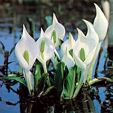 białe kwiaty tulejnika w wodzie